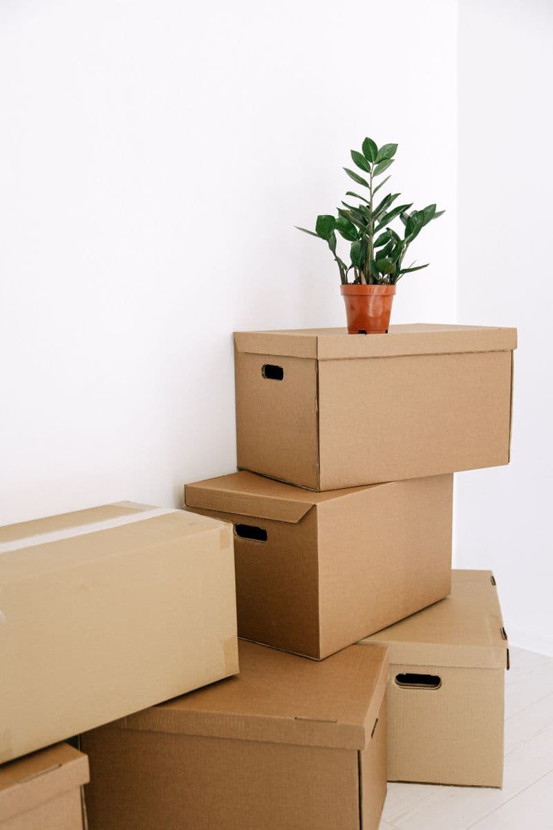 Cartons de déménagement empilés dans un appartement, une plante en pot posée dessus